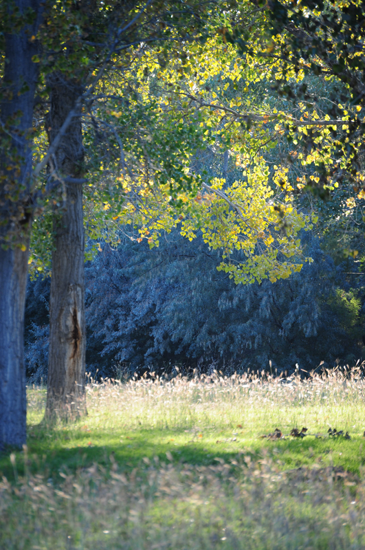 Arrowhead RV Park photo 2