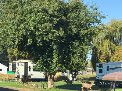 Goose Creek RV Park photo 4