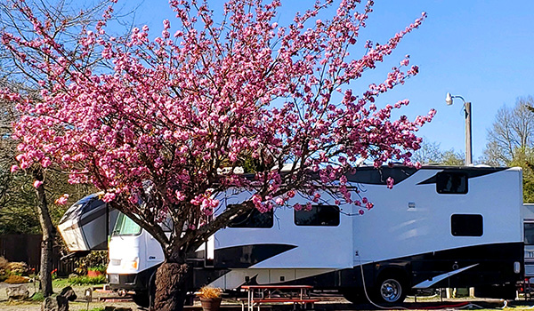 Elma RV Park photo 7